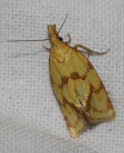 Réf. 210 052 : Agapeta hamana